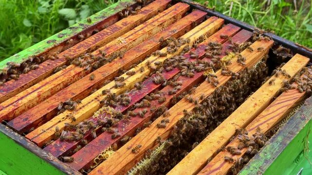 Western honey bee Apis mellifera workers moving across aligned hive frames with visible bee space between comb edges showing internal colony organization static close up shot