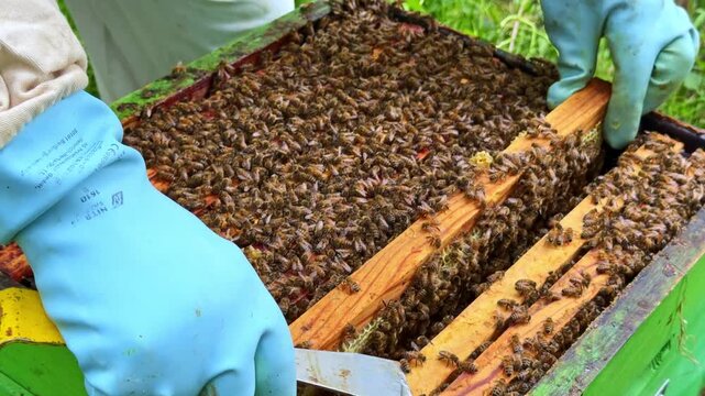 Western honey bee Apis mellifera colony covering hive frames as beekeeper uses hive tool to separate components and inspect brood comb and colony condition static close up shot