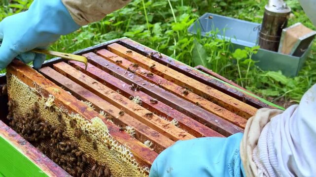 Western honey bee Apis mellifera colony on brood comb as beekeeper inserts frame into hive during spring inspection with sugar solution feeding inducing grooming behavior static close up shot