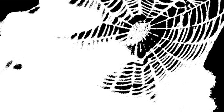 Intricate spider web pattern against a dark background, delicate silk threads forming a geometric circular structure, high contrast macro photography isolated on transparent background