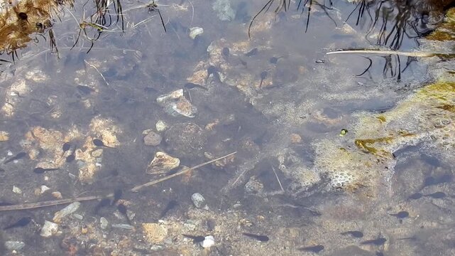 School of tadpoles swimming underwater with sunlight reflections dancing on the surface