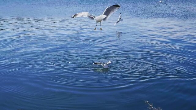 Gulls swoop down to snatch food from the water's surface on a sunny spring day.