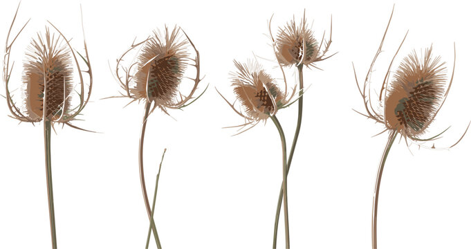 Dried Teasel Wildflower Illustration with Rustic Botanical Seed Heads and Natural Meadow Plant Elements for Autumn and Decorative Design Projects