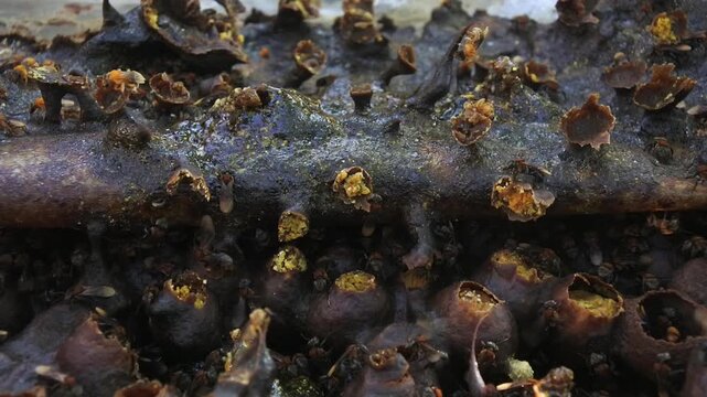 Close up of stingless bees crawling on their unique propolis honeycomb structures with pollen pots.