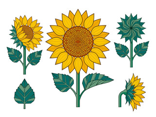 Fototapeta premium Sunflower Illustration Vector Set, Stylized Botanical Graphic of Yellow Flowers and Leaves for Design and Patterns