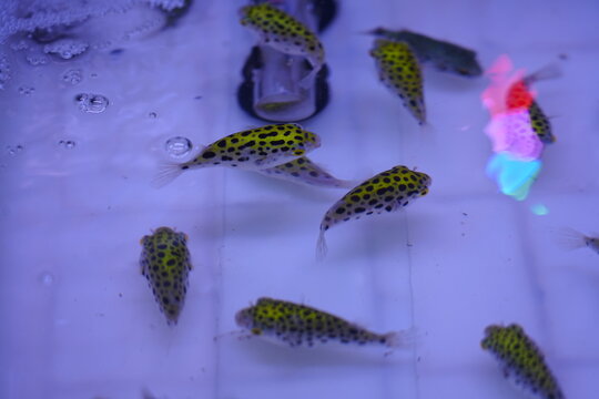 The green pufferfish wanders in the water