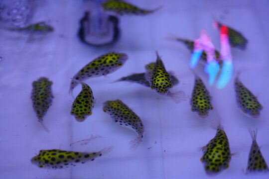 The green pufferfish wanders in the water