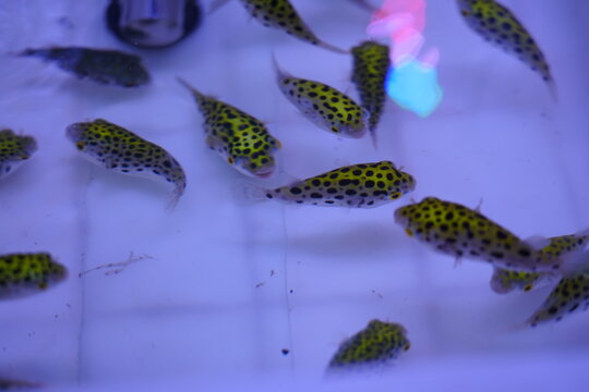The green pufferfish wanders in the water