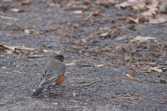 American robin on the ground with back mostly facing viewer