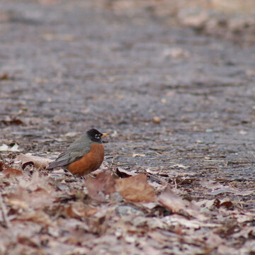 American robin on the ground near paved surface and brown leaves