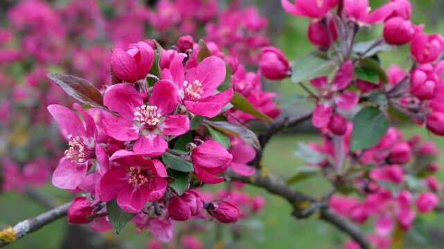Bee pollinating vibrant pink apple tree blossoms on spring day in garden.