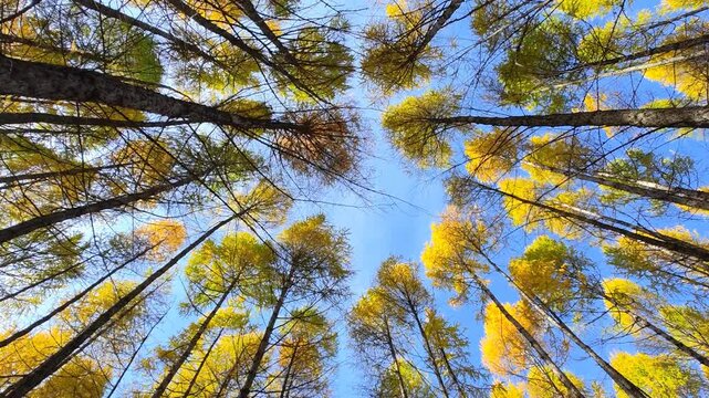 Slow motion video of walking through Siberian larch forest looking up to the tree crowns and blue sky.