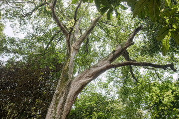 Fototapeta premium Ancient limbs arch above a sunlit green canopy. Massive branching trunk for resilience themes. Strong woodland structure suits environmental ads