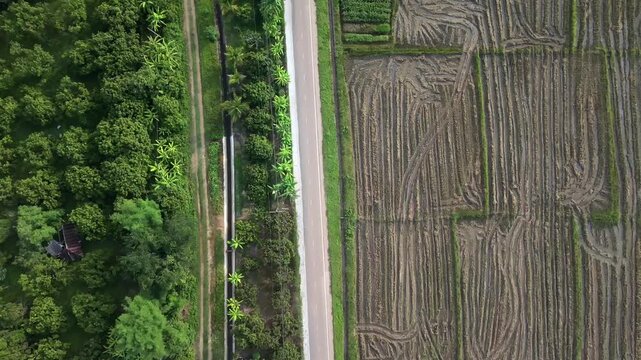 Drone shot moving vertically over a rural asphalt road that splits a landscape of cultivated fruit trees on the left and a patchwork of rice fields with varying soil textures on the right in Asia
