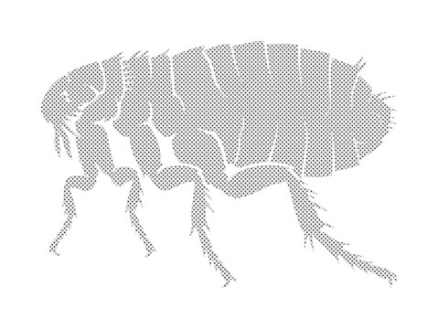 Detailed flea vector illustration, microscopic insect pest, black and white halftone dot pattern, scientific entomology graphic resource for educational and veterinary design.