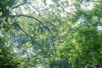 Fototapeta premium Overhead leafy canopy frames bright tropical sky. Fernlike branches create fresh climate visuals. Green crown view suits wellness travel branding