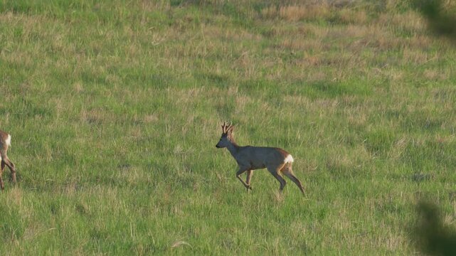 Roe deer buck moving across a spring meadow to join two grazing does in a continuous tracking shot, slow motion, Bulgaria