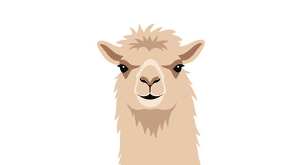 Fototapeta premium Portrait of a cute and fluffy light brown alpaca looking directly at the camera on a plain white background in a simple vector style.