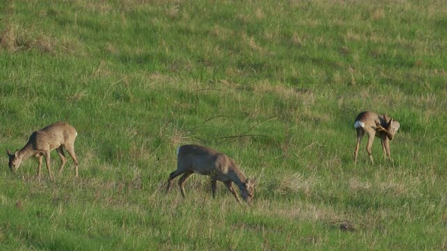 Three roe deer grazing and grooming together in a sunlit spring meadow, wild herd behaviour, slow motion, Bulgaria