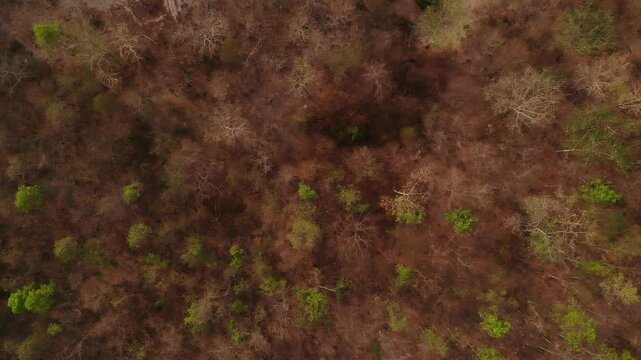 A arial view of northern Thailand's dry dipterocarp forest captured from a drone, showcasing nature's season change and global warming.