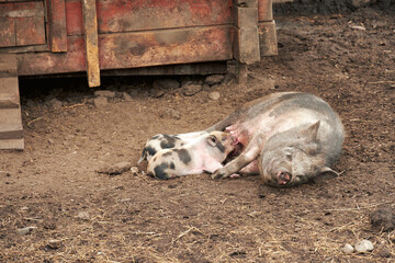 Mother sow nursing two spotted piglets in a rural farmyard. Organic livestock agriculture, animal husbandry, and nurturing concept in a pigsty © serebryannikov