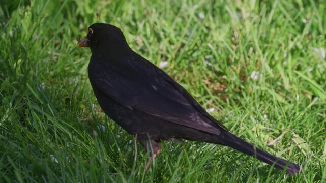 Common blackbird foraging on grass and catching an earthworm in spring, slow motion, Bulgaria