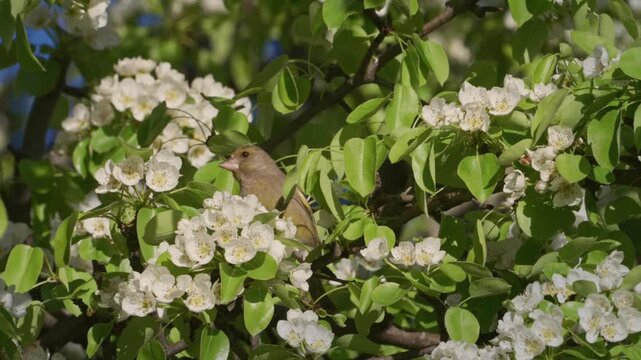 European greenfinch perched among white pear blossom in spring, looking around before taking flight, slow motion, Bulgaria