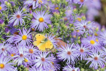 Fototapeta premium 03074-00620 Orange Sulphur (Colias eurytheme) on Frikart's Aster (Aster frikartii) Marion Co. IL