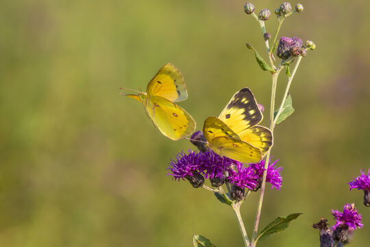 03074-00811 Orange Sulphur (Colias eurytheme) male & female courtship on Missouri Ironweed (Vernonia missurica) Marion Co. IL