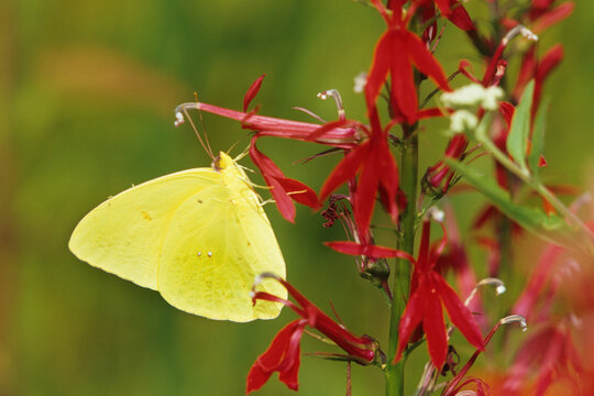 03091-00414 Cloudless Sulphur (Phoebis sennae) on Cardinal Flower (Lobelia cardinalis) Marion Co. IL