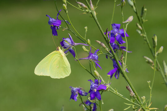 03091-00514 Cloudless Sulphur (Phoebis sennae) on  Blue Larkspur (Consolida ajacis) Marion Co. IL