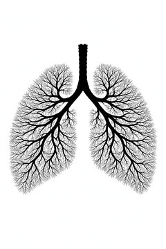 Human lungs shaped like tree branches isolated on white background, respiratory health concept