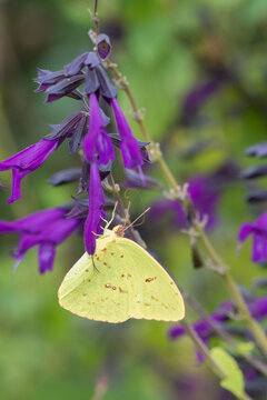 03091-00902 Cloudless Sulphur (Phoebis sennae) at Amistad Salvia (Salvia amistad) in Marion County, IL