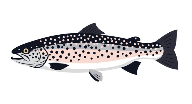 Realistic illustration of a trout fish with characteristic dark spots and a pinkish lateral line on its silver body.