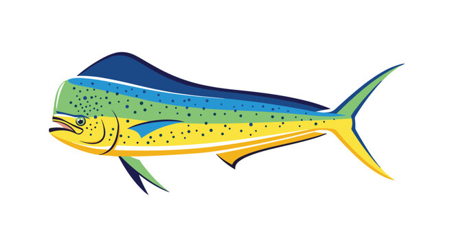 Colorful mahi-mahi fish also known as dorado with vibrant blue and yellow scales swimming isolated on a white background for fishing.