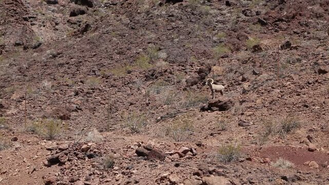 Bighorn sheep - Nevada desert