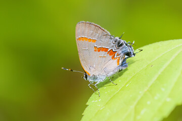 03208-00117 Red-banded Hairstreak (Calycopis cecrops) Stephen A. Forbes State Park Marion Co. IL © Daybreak Imagery