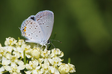 03226-00406 Eastern Tailed-Blue (Everes comyntas) on Whorled Milkweed (Asclepias verticillata), Sand Prairie-Scrub Oak NP, Mason Co. IL © Daybreak Imagery