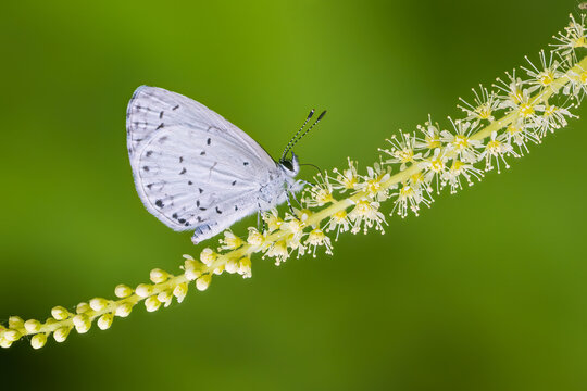 03228-00605 Spring Azure (Celastrina ladon) on Goatsbeard (Aruncus dioicus) bloom Marion Co. IL