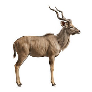 Male Kudu Antelope Standing in Natural Habitat with Large Spiral Horns