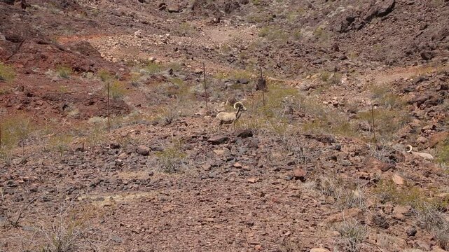 Wild Bighorn sheep - Nevada