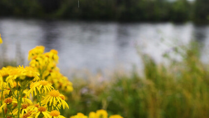 Obraz premium Yellow Common Ragwort Wildflowers Blooming on a Riverbank in Scotland