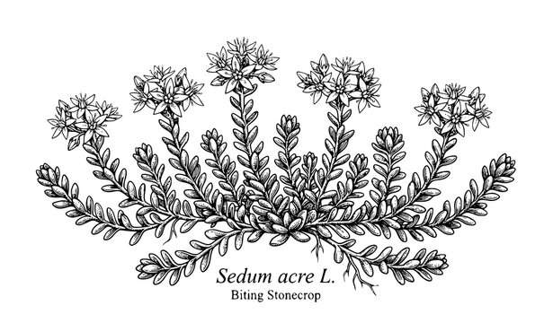 Biting stonecrop Sedum acre botanical vector illustration isolated on white background