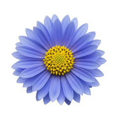 Obraz premium Blue daisy flower with yellow center, vibrant aster blossom graphic, botanical element for spring and summer design isolated on Transparent Background