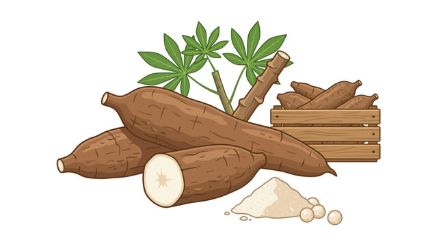 Cassava root and plant illustration.