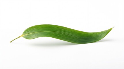 Fototapeta premium Single fresh green bamboo leaf curved in an arc isolated on white background