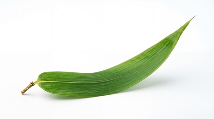 Obraz premium Single fresh green bamboo leaf curved in an arc isolated on white background