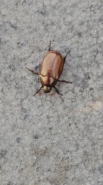 A small, iridescent bronze-brown beetle with six legs rests on a rough, gray concrete or stone surface, captured in a close-up, top-down shot.