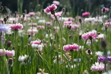 Obraz premium Pink and White Cornflowers Blooming in a Wildflower Meadow