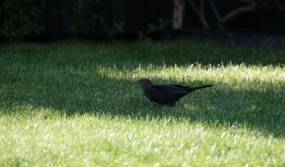 Fototapeta premium Common Blackbird (Turdus merula) on Green Lawn in Garden, Summer Wildlife Scene